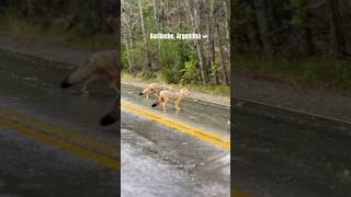 Bariloche Argentina 🇦🇷 Hermosos paisajes de la Patagonia Argentina [upl. by Theone]