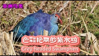 亚洲鸟类：色彩艳丽的紫水鸡Asian Birds：Greyheaded Swamphen [upl. by Iznyl]