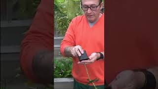 Conseils jardinage Comment réussir sa bouture de rosier shortsyoutube [upl. by Ojyllek]