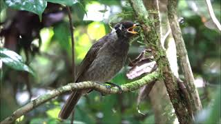 暗喉吸蜜鳥 Bridled Honeyeater [upl. by Ahsiram]