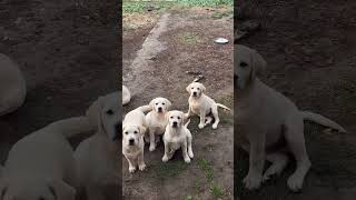 Gang of labrador puppies🤍fawncolour labrador whitelab dog shorts shortsfeed shortsbeta [upl. by Enaelem]