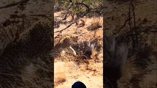 Leopard Hunting Porcupine wildlife shortsfeed viralvideo [upl. by Lasonde]