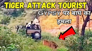 SCARY Tiger Attack on Tourist VEHICLE French Person INJURED Bandhavgarh [upl. by Dnilazor911]