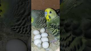 itne sare ande khase agaye 😍 budgieslovers birds parrot viralshort trending [upl. by Dloraj]