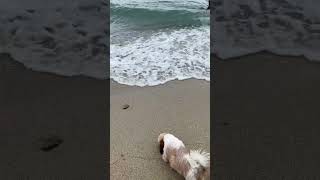 Chigidogs at the beach 🏖️ 🐶🐶🐶 pets doglover beachdog dogvaccination [upl. by Harolda]