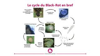 Webconférence  Comment gérer le Blackrot en viticulture biologique [upl. by Elon35]