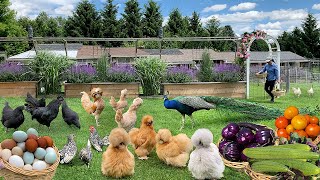 Organic Chicken Raising Essentials from Eggs to Adults Growing Vegetables to Bountiful Harvests [upl. by Vihs]