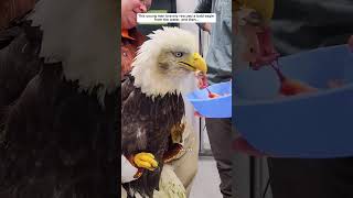 This man bravely rescued a bald eagle from the water eagle birds short [upl. by Shawna]