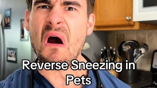 Reverse Sneezing In Pets [upl. by Cleodell]