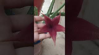 Stapelia gigantea 💝 subscribe channel👍 [upl. by Eannyl]