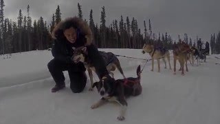 Glacier Dog Sledding Tour in Juneau Alaska [upl. by Liederman]