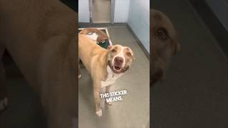 This dog was so happy to be adopted ❤️ HumaneBroward [upl. by Butta]