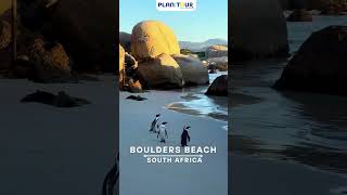 Boulders Beach South Africas Penguin Paradiseplanmytourofficial [upl. by Brnaby]