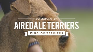 ALL ABOUT AIREDALE TERRIERS KING OF ALL TERRIERS [upl. by Navis577]