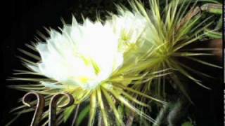 Nightblooming cereus cactus flower timelapse [upl. by Flowers654]