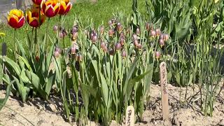 Fritillaria Uva Vulpis  Bulbs for Fall Planting [upl. by Rowley748]