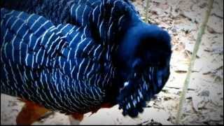 Endemic BlueBilled Curassow Paujil Piquiazul Crax alberti Birding tour Magdalena Valley [upl. by Seto178]