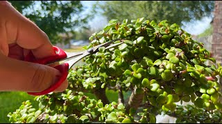 Relaxing Bonsai Trimming  ASMR Meditation  Little Jade Bonsai [upl. by Nawuq543]