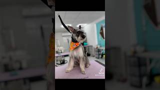 Mathew the Miniature schnauzer  Pet Grooming [upl. by Nolrak]