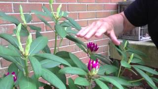 Rhododendron Care amp Pruning [upl. by Kallman]