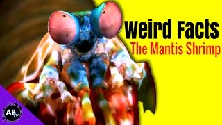 Weird Facts About The Mantis Shrimp 5 Weird Animal Facts [upl. by Orwin]