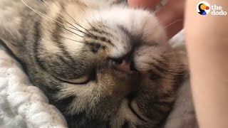 Cat Purring Has To Be The Most Relaxing Sound Ever  The Dodo [upl. by Upton]