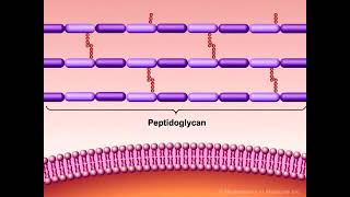 Bacterial cell wall synthesis bacteria cellwall lecture pharmacy doctorj [upl. by Tombaugh999]