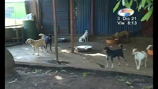 El problema de las mascotas abandonadas en Nicaragua [upl. by Drol176]