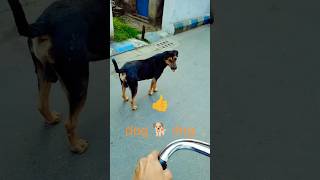 doglover streetdog dogshorts viraldog YouTubeshorts viral dog shib Naskar shorts 🐕 2024 [upl. by Vyner]