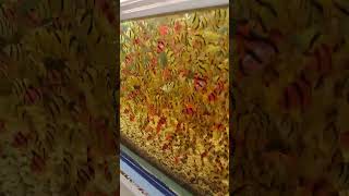 enorme cardumen de barbos sumatranos fish peces acuario aquarium [upl. by Llerrit]