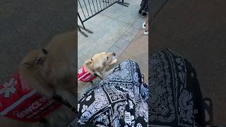 Service Dog Goes to a Concert 🎶 servicedog dogshorts [upl. by Eiznyl]