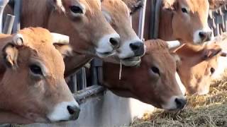 la ferme de couts la race parthenaise [upl. by Hajile105]