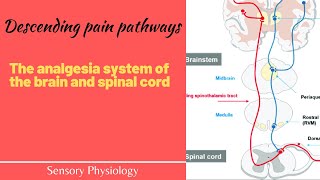 The pain suppression Analgesia system of the brain and spinal cord The descending pain pathway [upl. by Merilee427]