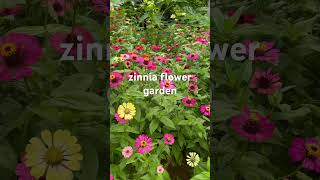 my Zinnia Flower Garden [upl. by Leen530]