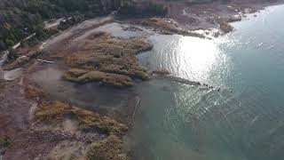 The Phragmites Fight at Brucedale Conservation Area [upl. by Aikkin]