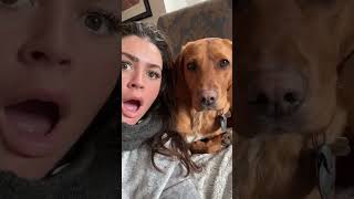 Perrie the dog was more shocked than me dog comedyshorts [upl. by Drofdarb]