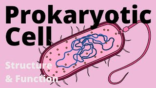 Structure and Function of a Prokaryotic Cell Bacteria [upl. by Appledorf]