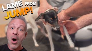 Puppy left LAME after BAD LANDING  gets Chiropractic HELP [upl. by Akirdnuhs]