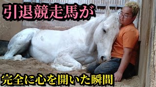 10年間一緒に過ごした引退競走馬の白馬と添い寝したらこうなりました。【ツルマルボーイ様のシモベ】 [upl. by Wootan]