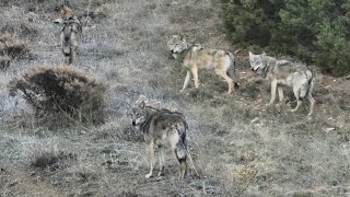 KURTLAR 2 SÜRÜNÜN ORTASINDA KALDILAR BİZ OLMASAYDIK SÜRÜLERİN BİRİNE DALACAKLARDIDAHA NET ÇEKİM YOK [upl. by Wilmar533]