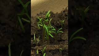 Close up of cilantro sprouts dancing while growing on windowsill microgreenssalads owngrownplants [upl. by Pace]