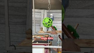 Jingle bells bird vlog pets birds [upl. by Ely]