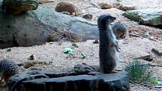 Meerkat Suricata suricatta vs Yellow mongoose Cynictis penicillata [upl. by Alviani]