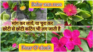 aprilmay में कटिंग से ग्रो करें इन परमानेंट फूलों को baby sun rose four oclock care propagation [upl. by Affer]