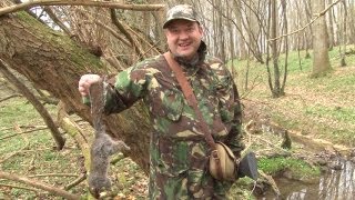 Hunting squirrels with a shotgun in Sussex [upl. by Bennett]