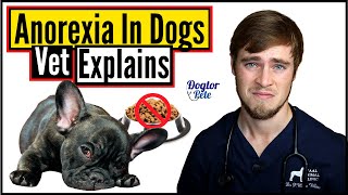 Why Did My Dog Stop Eating  Loss Of Appetite In Dogs  Veterinarian Explains  Dogtor Pete [upl. by Ailama]