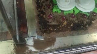 rat eating bakery Cake 🍰  port blair  Shop [upl. by Cutlip]