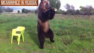 Russian Bear Shows Off His Amazing Tricks [upl. by Saihttam780]