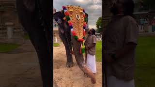 srirangam elephant andal [upl. by Llertak]