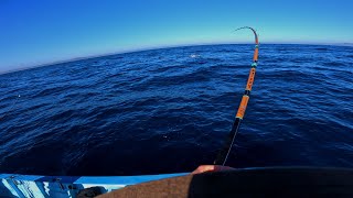 WIDE OPEN YELLOWTAIL FISHING ON SURFACE IRONS AT CEDROS ISLAND BCS  RAW FOOTAGE  POV [upl. by Wolfy]